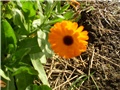 neven